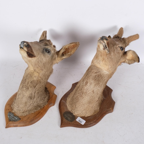 952 - TAXIDERMY - 2 roe deer neck mounts, mounted on oak shield plaques, Oiry 22nd December 1985, and La Q... 