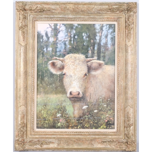 691 - Clive Madgwick RBA (1934 - 2005), study of a bull, oil on canvas, 40cm x 30cm, framed