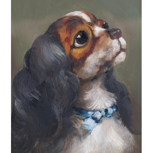 724 - W H Dean, King Charles Spaniel, oil on board, 20cm x 15cm, framed