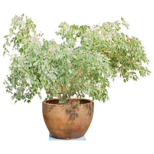 2800 - A large circular stone planter, containing a Ficus Benjamina tree. Planter dimensions 88x58cm.