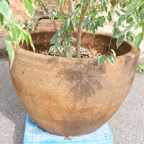 2800 - A large circular stone planter, containing a Ficus Benjamina tree. Planter dimensions 88x58cm.