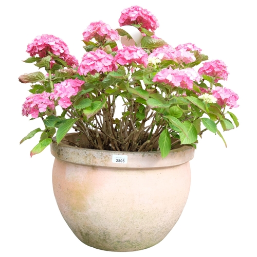 2805 - A circular terracotta plant pot containing Hydrangea plant. Pot dimensions 40x30cm.