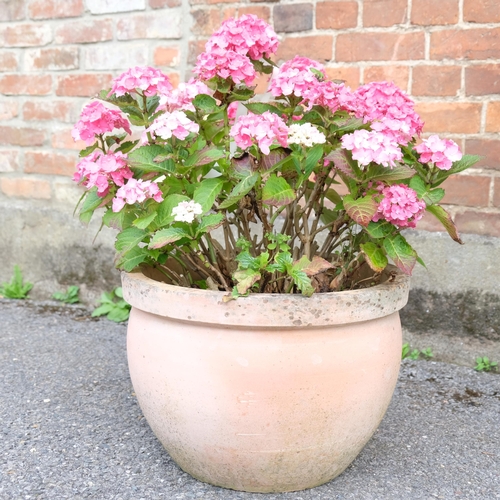 2805 - A circular terracotta plant pot containing Hydrangea plant. Pot dimensions 40x30cm.