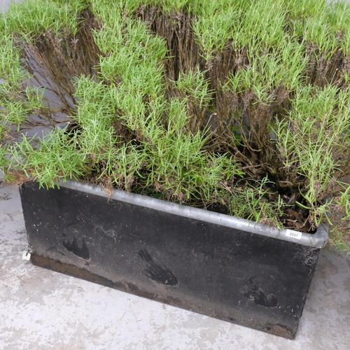 2807 - A rectangular painted galvanised metal planter, containing a mature rosemary bush. Planter dimension... 