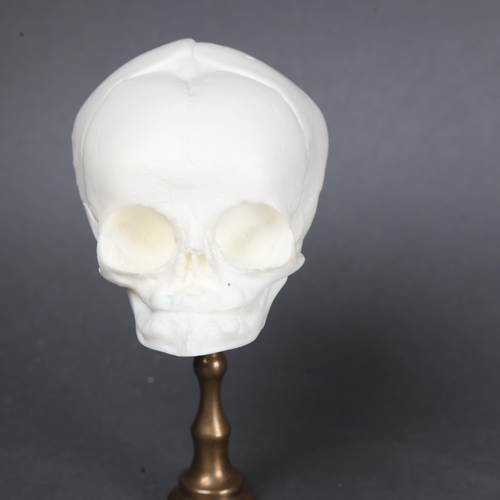 3018 - Human Anatomy : Human Baby Fetal Skull Replica. 
1:1 scale replica of a human baby skull on brass pl... 