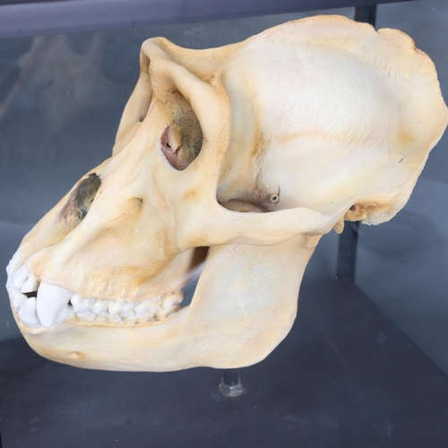 3020 - Taxidermy Replica Gorilla Skull in glass case. A detailed plaster cast replica of a male gorilla sku... 