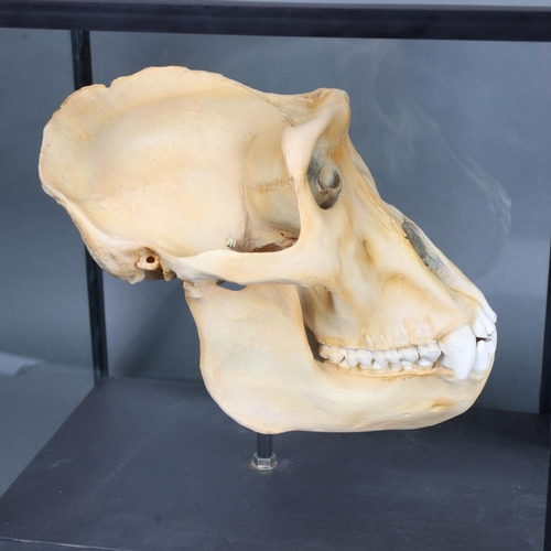 3020 - Taxidermy Replica Gorilla Skull in glass case. A detailed plaster cast replica of a male gorilla sku... 