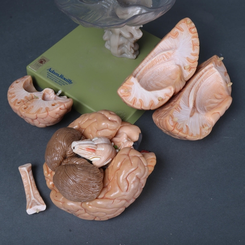 3023 - Human Anatomy : Adam, Rouilly London Limited, a SOMSO modelle 2001 Human brain anatomical model, on ... 