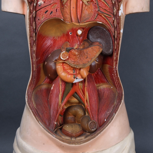 3025 - Human Anatomy : A 1920s educational anatomical model torso by Somso that was once used in a medical ... 