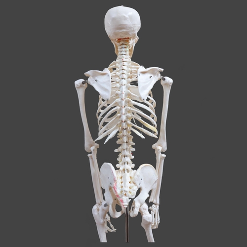 3033 - Human Anatomy : A modern fully articulated anatomical skeleton on metal stand, used as a teaching ai... 