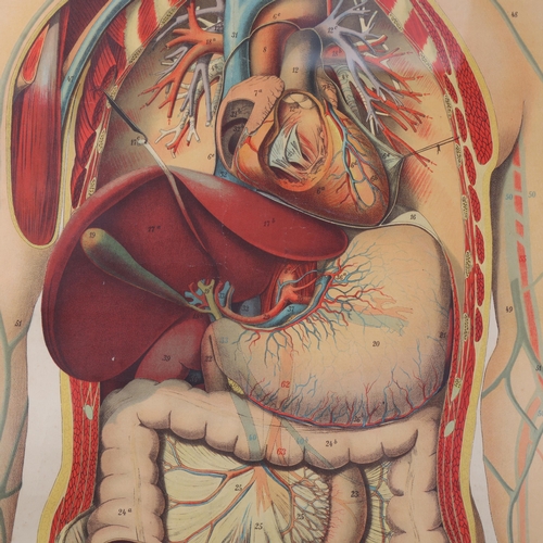 3034 - Human Anatomy : Framed Edwardian anatomical chart depicting the human vascular system c.1908 by Dr E... 