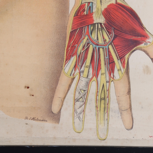 3034 - Human Anatomy : Framed Edwardian anatomical chart depicting the human vascular system c.1908 by Dr E... 