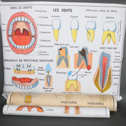 3038 - Human Anatomy : A group of three French human biology school charts.