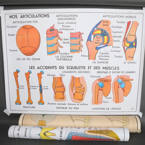 3038 - Human Anatomy : A group of three French human biology school charts.