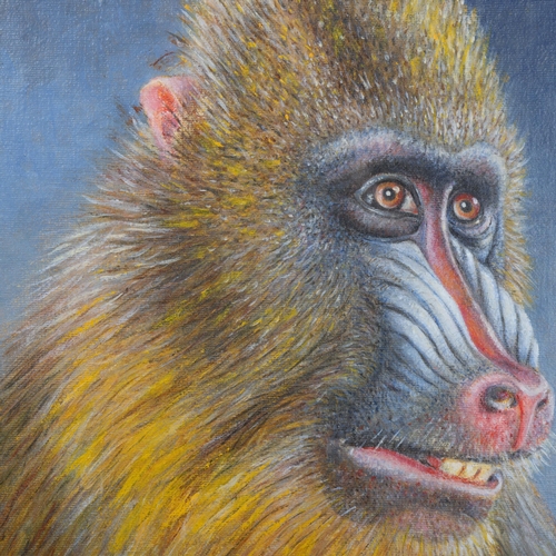 3078 - Natural History : “Mandrill” Original oil on canvas board by Mike Franklin, 2012.
Born 1946, Frankli... 