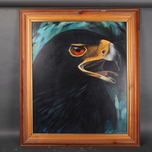 3081 - Art: Verreaux's Black Eagle painting by Lesley Ireland 
Original oil on board painting by Lesley Ire... 