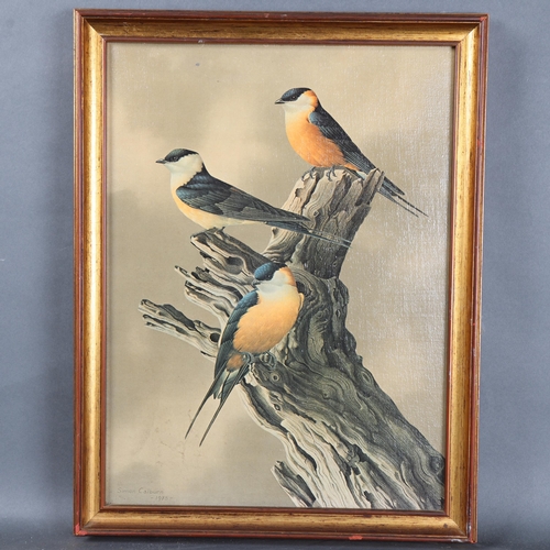 3087 - Natural History : Simon Calburn, oil on canvas, study of three Black Headed Oriole Birds, perched on... 