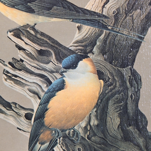 3087 - Natural History : Simon Calburn, oil on canvas, study of three Black Headed Oriole Birds, perched on... 