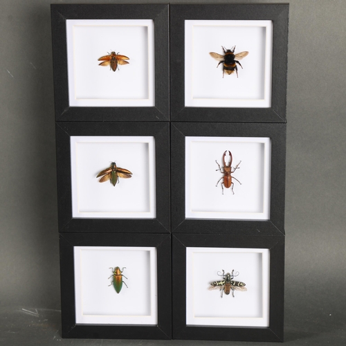 3090 - Taxidermy: Set of 6 Matching Insect Frames. A group of matching black glazed frames with preserved g... 