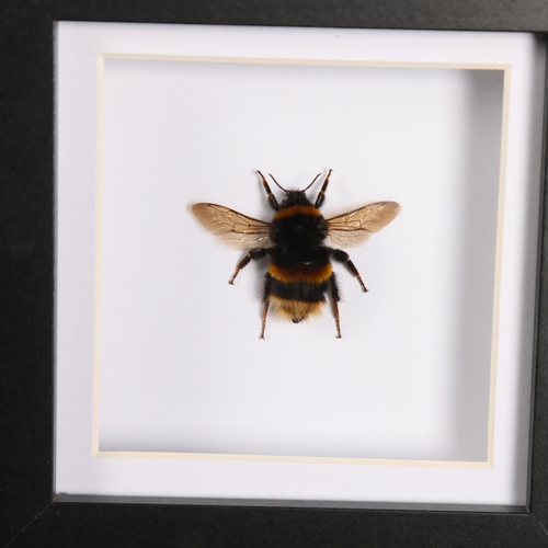 3090 - Taxidermy: Set of 6 Matching Insect Frames. A group of matching black glazed frames with preserved g... 