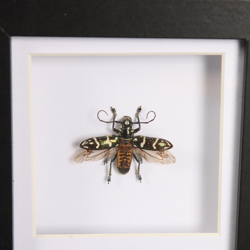 3090 - Taxidermy: Set of 6 Matching Insect Frames. A group of matching black glazed frames with preserved g... 