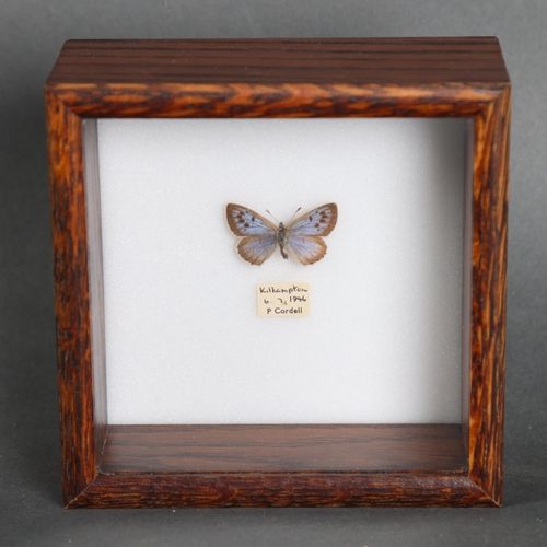 3091 - Taxidermy: Extinct British Large Blue Butterfly. 
Specimen displayed in oak frame. 
With original da... 