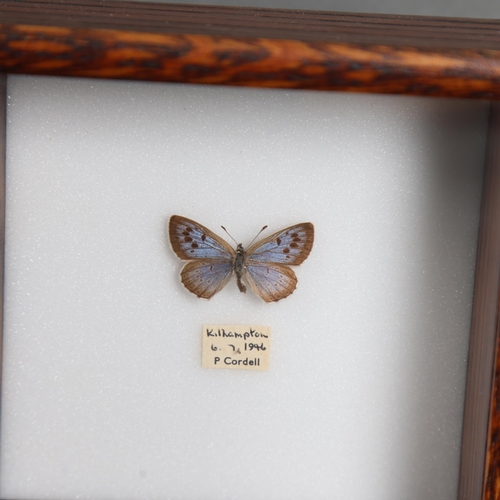 3091 - Taxidermy: Extinct British Large Blue Butterfly. 
Specimen displayed in oak frame. 
With original da... 