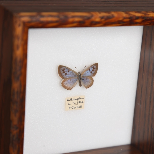 3091 - Taxidermy: Extinct British Large Blue Butterfly. 
Specimen displayed in oak frame. 
With original da... 