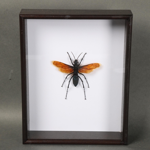 3095 - Taxidermy: Giant Tarantula Hawk Wasp
A fine specimen of this fascinating insect. Mounted on white in... 