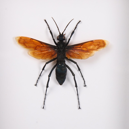 3095 - Taxidermy: Giant Tarantula Hawk Wasp
A fine specimen of this fascinating insect. Mounted on white in... 