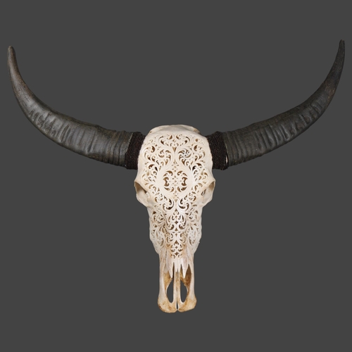 3097 - Taxidermy: Carved Water Buffalo Skull.
A large and impressive water buffalo cranium and horns. The s... 