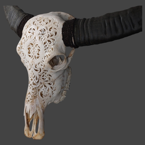 3097 - Taxidermy: Carved Water Buffalo Skull.
A large and impressive water buffalo cranium and horns. The s... 