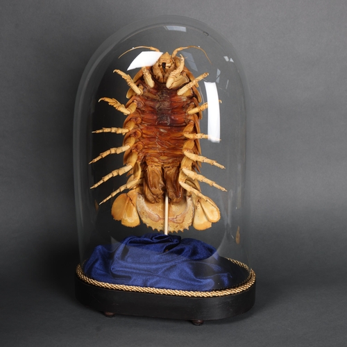 3104 - Taxidermy: Giant Deep Sea Isopod in glass dome. 
Considered to be the largest isopod in the world, B... 