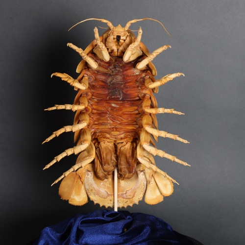 3104 - Taxidermy: Giant Deep Sea Isopod in glass dome. 
Considered to be the largest isopod in the world, B... 