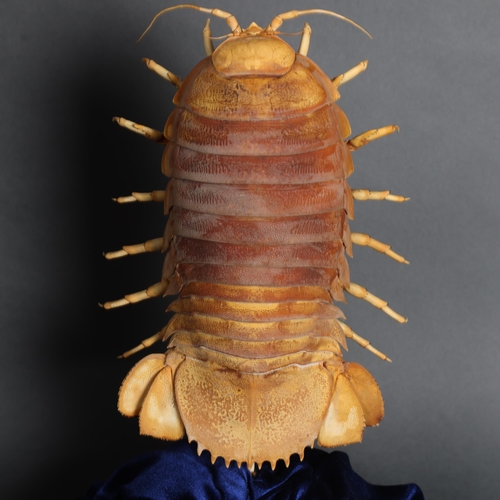 3104 - Taxidermy: Giant Deep Sea Isopod in glass dome. 
Considered to be the largest isopod in the world, B... 