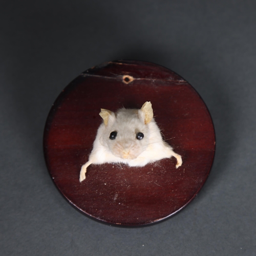 3105 - Taxidermy : A mouse, head and shoulder mount, on small oval shield, diameter 9.5cm.