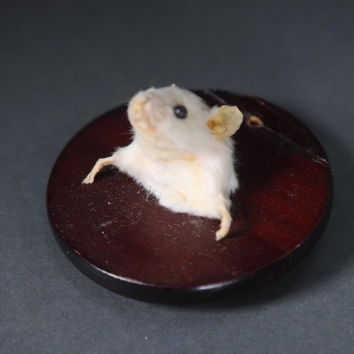 3105 - Taxidermy : A mouse, head and shoulder mount, on small oval shield, diameter 9.5cm.