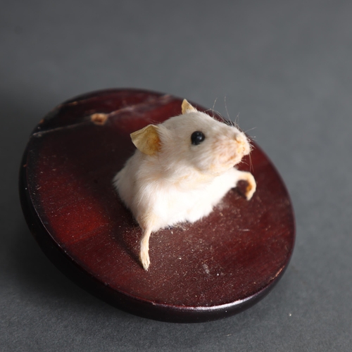 3105 - Taxidermy : A mouse, head and shoulder mount, on small oval shield, diameter 9.5cm.