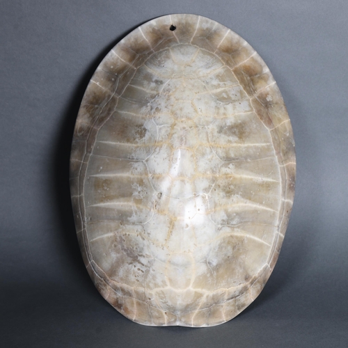 3106 - Taxidermy: Blonde Turtle Shell.
Giant South American River Turtle Blonde shell. These 