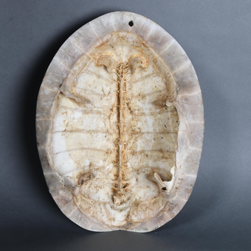 3106 - Taxidermy: Blonde Turtle Shell.
Giant South American River Turtle Blonde shell. These 