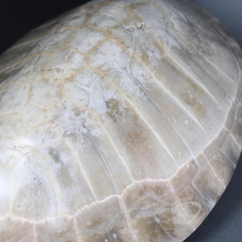 3106 - Taxidermy: Blonde Turtle Shell.
Giant South American River Turtle Blonde shell. These 