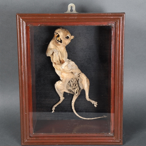 3113 - Taxidermy: Mummified Squirrel in glazed case
A naturally found and mummified grey squirrel. The spec... 