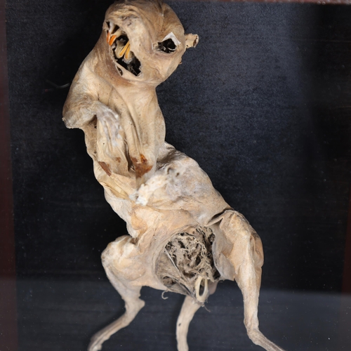 3113 - Taxidermy: Mummified Squirrel in glazed case
A naturally found and mummified grey squirrel. The spec... 