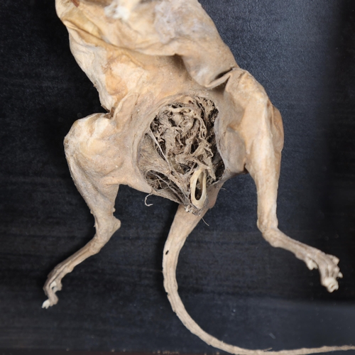 3113 - Taxidermy: Mummified Squirrel in glazed case
A naturally found and mummified grey squirrel. The spec... 