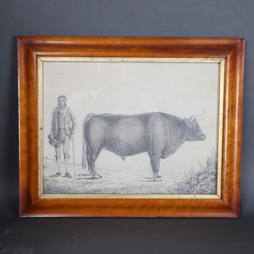 3118 - Natural History : An 18th Century pencil drawing, study of Bull and gentleman farmer, in maple frame... 