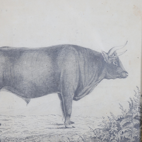 3118 - Natural History : An 18th Century pencil drawing, study of Bull and gentleman farmer, in maple frame... 