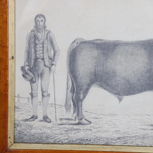 3118 - Natural History : An 18th Century pencil drawing, study of Bull and gentleman farmer, in maple frame... 