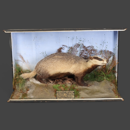 3119 - Taxidermy : A full mount Badger (Meles meles), right facing in naturalistic setting, in wooden case,... 