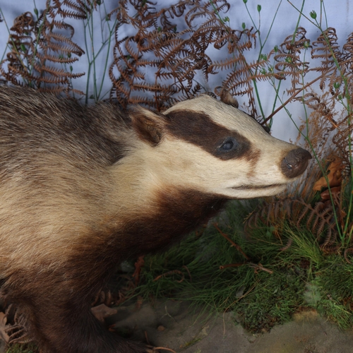 3119 - Taxidermy : A full mount Badger (Meles meles), right facing in naturalistic setting, in wooden case,... 