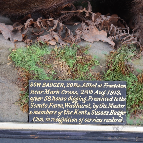 3119 - Taxidermy : A full mount Badger (Meles meles), right facing in naturalistic setting, in wooden case,... 